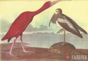 One of 435 hand-coloured engravings from the unique album “The Birds of America” (London, 1827–1838) One of 435 hand-coloured engravings from the unique album “The Birds of America”