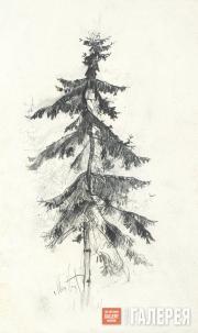 Ель. Конец 1880-х