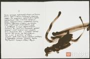 A double-page spread from the book Joseph Brodsky. Romische Elegien (Римские элегии) A double-page spread from the book Joseph Brodsky. Romische Elegien (Римские эле