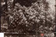 Фотография из личного собрания М.А. Врубеля. Куст сирени на хуторе Н.Н. Ге 