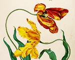Мериан Мария Сибилла Мериан Мария Сибилла