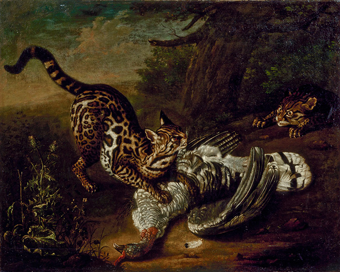 Иоганн Фридрих Гроот. Дикие кошки. 1763